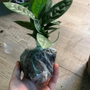 Tea Plant - Green Tea Live Plant (3-Pack) - Camellia sinensis - Used for Matcha Powder - Starter Plant for Your Indoor or Outdoor Garden