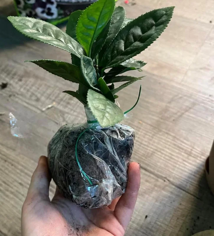 Tea Plant - Green Tea Live Plant (3-Pack) - Camellia sinensis - Used for Matcha Powder - Starter Plant for Your Indoor or Outdoor Garden