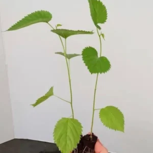 Illinois Everbearing Mulberry Tree - Pack of 2 - Cold Hardy - 6-10