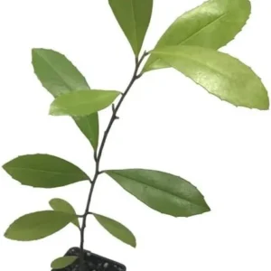 Yerba Mate Live Plants Pack of 4 (Four) - Evergreen Paraguay Tea Tree for Energizing Drink - 6-8 Inches Tall Starter Plant - South American Tea Plant