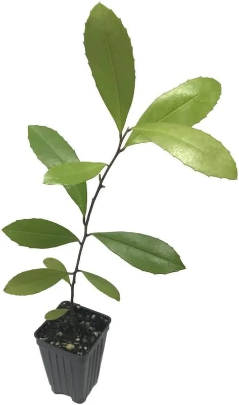 Yerba Mate Live Plants Pack of 4 (Four) - Evergreen Paraguay Tea Tree for Energizing Drink - 6-8 Inches Tall Starter Plant - South American Tea Plant