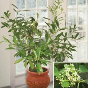 Yerba Mate Live Plants Pack of 4 (Four) - Evergreen Paraguay Tea Tree for Energizing Drink - 6-8 Inches Tall Starter Plant - South American Tea Plant