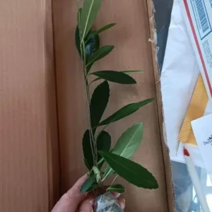 Yerba Mate Live Plants Pack of 4 (Four) - Evergreen Paraguay Tea Tree for Energizing Drink - 6-8 Inches Tall Starter Plant - South American Tea Plant