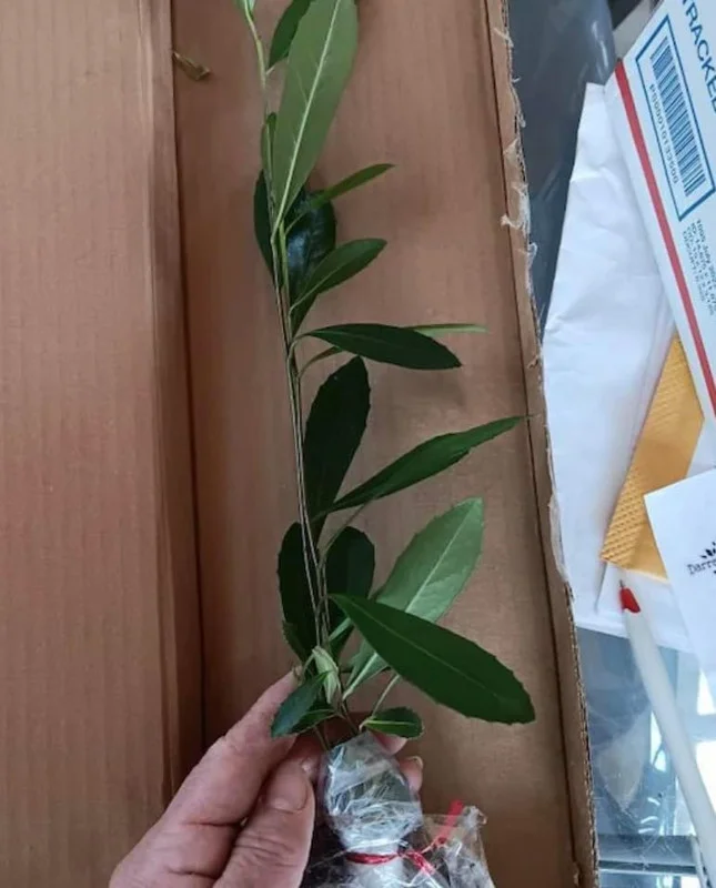 Yerba Mate Live Plants Pack of 4 (Four) - Evergreen Paraguay Tea Tree for Energizing Drink - 6-8 Inches Tall Starter Plant - South American Tea Plant