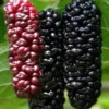 Illinois Everbearing Mulberry Tree - Pack of 2 - Cold Hardy - 6-10" Tall - Morus Alba X Rubra - Sweet Fruit