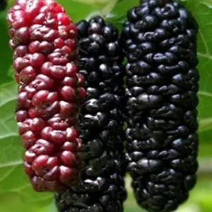 Illinois Everbearing Mulberry Tree - Pack of 2 - Cold Hardy - 6-10" Tall - Morus Alba X Rubra - Sweet Fruit