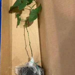 Natchez BlackBerry Plants - Pack of 2 (Two) - Live Black Berry Plants for Planting - 4-6 inch Starter Planter - Fruit Tree Live Plant, Green