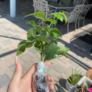 Natchez BlackBerry Plants - Pack of 2 (Two) - Live Black Berry Plants for Planting - 4-6 inch Starter Planter - Fruit Tree Live Plant, Green