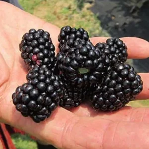 Natchez BlackBerry Plants - Pack of 2 (Two) - Live Black Berry Plants for Planting - 4-6 inch Starter Planter - Fruit Tree Live Plant, Green