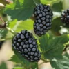 Natchez BlackBerry Plants - Pack of 2 (Two) - Live Black Berry Plants for Planting - 4-6 inch Starter Planter - Fruit Tree Live Plant, Green