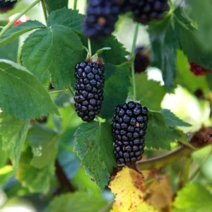 Natchez BlackBerry Plants - Pack of 2 (Two) - Live Black Berry Plants for Planting - 4-6 inch Starter Planter - Fruit Tree Live Plant, Green