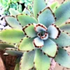 Chocolate Kalanchoe Live Plant, Kalanchoe Succulent Plant Live For Planting, In 4 Inc Pot