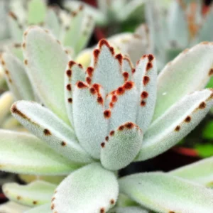 Chocolate Kalanchoe Live Plant, Kalanchoe Succulent Plant Live For Planting, In 4 Inc Pot