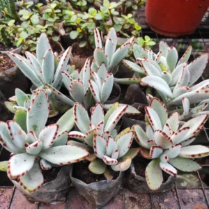 Chocolate Kalanchoe Live Plant, Kalanchoe Succulent Plant Live For Planting, In 4 Inc Pot