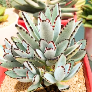 Chocolate Kalanchoe Live Plant, Kalanchoe Succulent Plant Live For Planting, In 4 Inc Pot