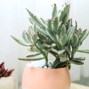 Chocolate Kalanchoe Live Plant, Kalanchoe Succulent Plant Live For Planting, In 4 Inc Pot