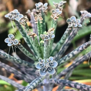 Kalanchoe Plant Live, Mother of Thousands, 2 Plants in 2 Inc Pots, Kalanchoe Succulent Plant Live