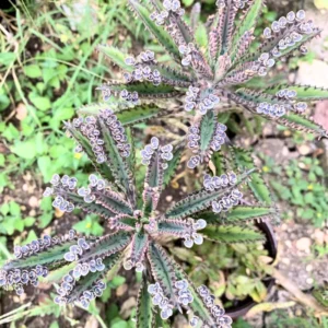 Kalanchoe Plant Live, Mother of Thousands, 2 Plants in 2 Inc Pots, Kalanchoe Succulent Plant Live