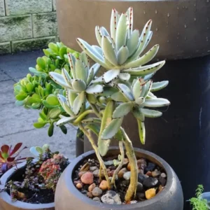 Chocolate Kalanchoe Live Plant, Kalanchoe Succulent Plant Live For Planting, In 4 Inc Pot