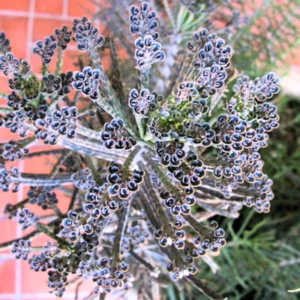 Kalanchoe Plant Live, Mother of Thousands, 2 Plants in 2 Inc Pots, Kalanchoe Succulent Plant Live