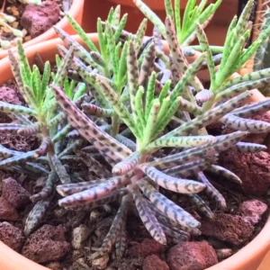 Kalanchoe Plant Live, Mother of Thousands, 2 Plants in 2 Inc Pots, Kalanchoe Succulent Plant Live