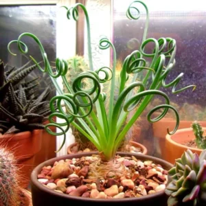 Rare Frizzle Sizzle Plant Live, Albuca Spiralis, 2 Bulbs, Succulent House Plant, Corkscrew Albuca Curly Grass