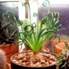 Rare Frizzle Sizzle Plant, Succulent Plant Live, In 2.5 Inc Pot, Corkscrew Albuca Curly Grass, Albuca Succulent House Plant