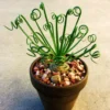 Rare Frizzle Sizzle Plant, Succulent Plant Live, In 2.5 Inc Pot, Corkscrew Albuca Curly Grass, Albuca Succulent House Plant