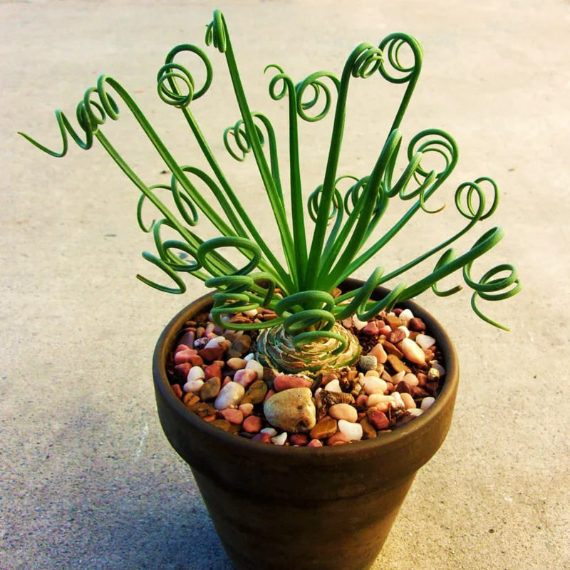 Rare Frizzle Sizzle Plant, Succulent Plant Live, In 2.5 Inc Pot, Corkscrew Albuca Curly Grass, Albuca Succulent House Plant