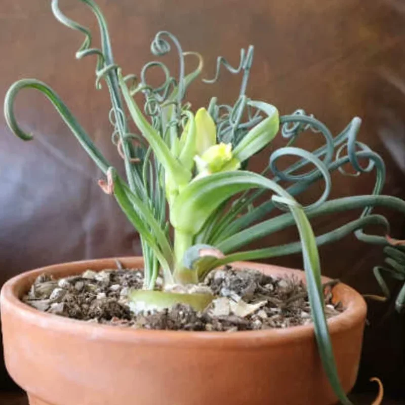 Rare Frizzle Sizzle Plant Live, Albuca Spiralis, 2 Bulbs, Succulent House Plant, Corkscrew Albuca Curly Grass