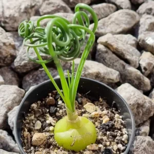 Rare Frizzle Sizzle Plant, Succulent Plant Live, In 2.5 Inc Pot, Corkscrew Albuca Curly Grass, Albuca Succulent House Plant