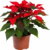Red Poinsettia Plant Live, In 4.5 Inc Pot, Poinsettia Flowering Houseplant for Holiday Decoration and Gifts
