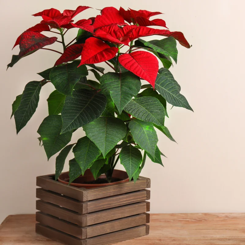 Red Poinsettia Plant Live, In 4.5 Inc Pot, Poinsettia Flowering Houseplant for Holiday Decoration and Gifts