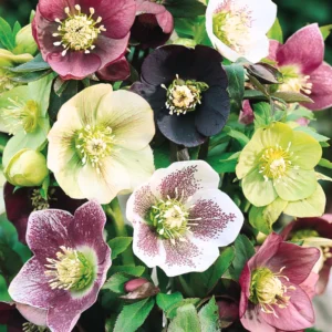 Hellebore Plant Live, Helleborus Live Plant, In 2.5 Inc Pot, Lenten Rose Perennials Flowering Plant Live