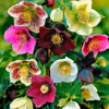 Hellebore Plant Live, Helleborus Live Plant, In 2.5 Inc Pot, Lenten Rose Perennials Flowering Plant Live