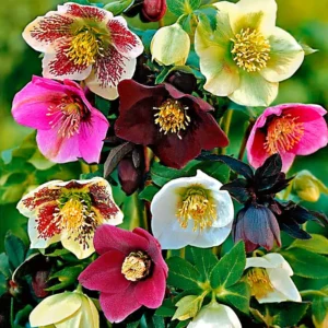 Hellebore Plant Live, Helleborus Live Plant, In 2.5 Inc Pot, Lenten Rose Perennials Flowering Plant Live