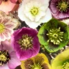 Hellebore Plant Live, Helleborus Live Plant, In 2.5 Inc Pot, Lenten Rose Perennials Flowering Plant Live