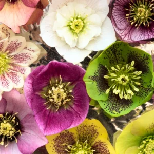 Hellebore Plant Live, Helleborus Live Plant, In 2.5 Inc Pot, Lenten Rose Perennials Flowering Plant Live
