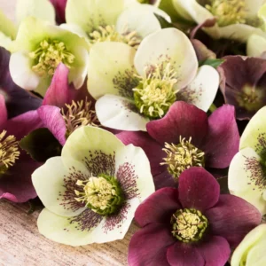 Hellebore Plant Live, Helleborus Live Plant, In 2.5 Inc Pot, Lenten Rose Perennials Flowering Plant Live