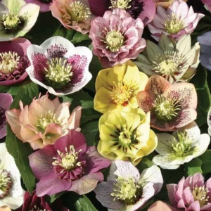Hellebore Plant Live, Helleborus Live Plant, In 2.5 Inc Pot, Lenten Rose Perennials Flowering Plant Live