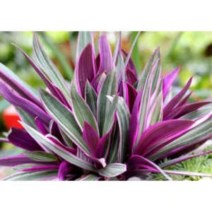 Tricolor Moses in the Cradle Plant, In 4 Inc Pot, Tradescantia Spathacea, Tradescantia Live Plant