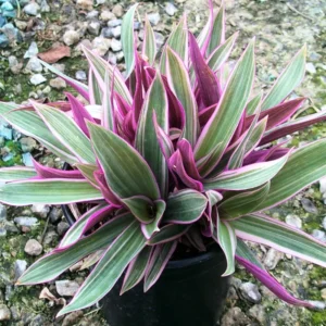 Tricolor Moses in the Cradle Plant, In 4 Inc Pot, Tradescantia Spathacea, Tradescantia Live Plant