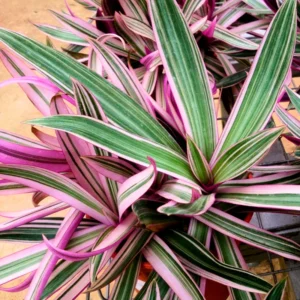 Tricolor Moses in the Cradle Plant, In 4 Inc Pot, Tradescantia Spathacea, Tradescantia Live Plant