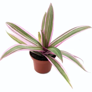 Tradescantia Live Plant, Tradescantia Spathacea Tricolor Moses in the Cradle Plant Live, In 2.5 Inc Pot