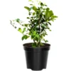 Barbados Cherry Plant Live, In 4 Inc Pot, Acerola Barbados Cherry Tree, Sweet Cherry Tree