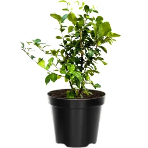 Barbados Cherry Plant Live, In 4 Inc Pot, Acerola Barbados Cherry Tree, Sweet Cherry Tree