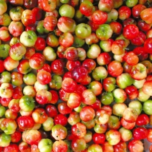 Barbados Cherry Plant Live, In 4 Inc Pot, Acerola Barbados Cherry Tree, Sweet Cherry Tree