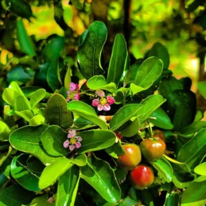 Barbados Cherry Plant Live, In 4 Inc Pot, Acerola Barbados Cherry Tree, Sweet Cherry Tree