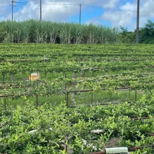 Barbados Cherry Plant Live, In 4 Inc Pot, Acerola Barbados Cherry Tree, Sweet Cherry Tree