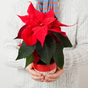 Red Poinsettia Plant Live, In 4.5 Inc Pot, Live Poinsettia Houseplant for Holiday Decoration and Gifts, Poinsettia Flowers